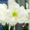 Bulbi Amaryllis Mont Blanc (Hipperastrum)