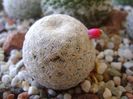 Mammillaria egregia