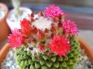 Mammillaria polythele cv. Stachellos