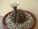 Gymnocalycium ochoterenae v. cinereum