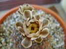 Gymnocalycium obductum