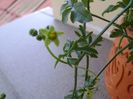 Kedrostis foetidissima