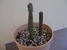 Echidnopsis cereiformis & Echidnopsis repens