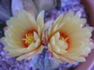 Astrophytum asterias hb.