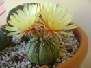 Astrophytum asterias hb.