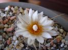 Turbinicarpus macrochele v. kupcakii