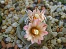 Turbinicarpus schwarzii v. rubriflorus