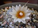 Turbinicarpus macrochele v. kupcakii