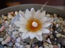 Turbinicarpus macrochele v. kupcakii
