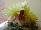 Coryphantha elephantidens v. sulcolanata