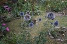 Echinops Ritro