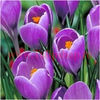Bulbi Branduse Remembrance (Crocus)