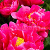 Bulbi Bujori Karl Rosenfield (Paeonia)