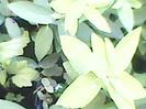 Butasi lonicera Borealis,24.07.2017