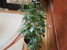 FICUS