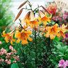 Bulbi Crin African Queen (Lilium)