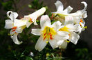 Bulbi Crin Regale Album (Lilium)