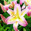 Bulbi Crin Bamako (Lilium)