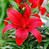Bulbi Crin Diabora (Lilium)