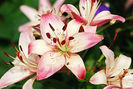 Bulbi Crin Rosellas Dream (Lilium)