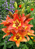 Bulbi Crin Linda (Lilium)