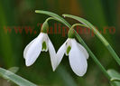 Bulbi Ghiocei Nivalis (Galanthus)