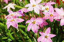 Bulbi Ipheion Charlotte Bishop (Steaua Primaverii)