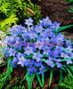 Bulbi Ipheion Jessie (Steaua Primaverii)