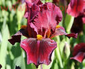 Bulbi Iris Red Zinger (Stanjenel)