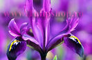 Bulbi Iris George (Stanjenel)