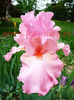 Bulbi Iris Pink Horizon (Stanjenel)