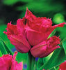 Bulbi Lalele Jetfire (Tulip)