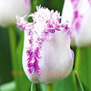 Bulbi Lalele Aria Card (Tulip)