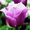 Bulbi Lalele Blue Heron (Tulip)