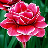 Bulbi Lalele Dream Touch (Tulip)