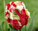 Bulbi Lalele Estelle Rijnveld (Tulip)