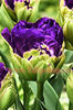 Bulbi Lalele Negrita Double (Tulip)