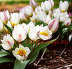 Bulbi Lalele Polychroma (Tulip)
