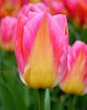 Bulbi Lalele Tom Pouce (Tulip)