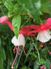 Windchimes