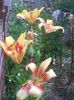 Photo0461