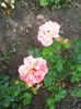 Photo0445