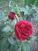 Photo0454