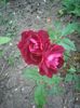 Photo0455
