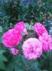 Photo0458