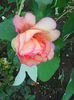 Photo0429