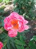 Photo0430