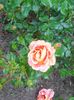 Photo0436