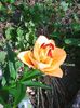 Photo0439