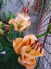 Photo0441